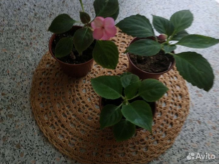 Бальзамин комнатный