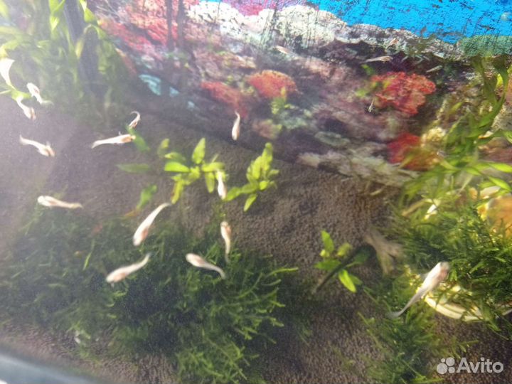 Мальки гуппи