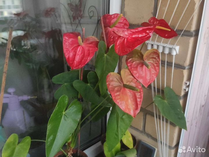 Комнатные цветы антуриум