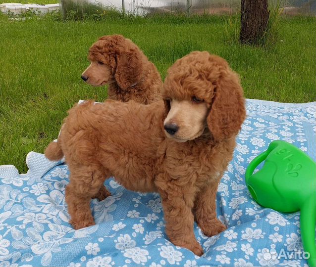 Королевский пудель