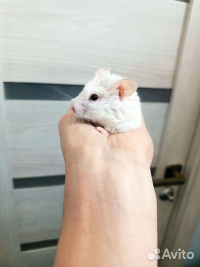 Сирийский хомяк бесплатно