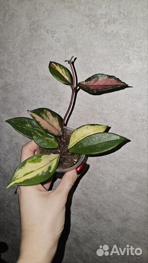 Хойя триколор