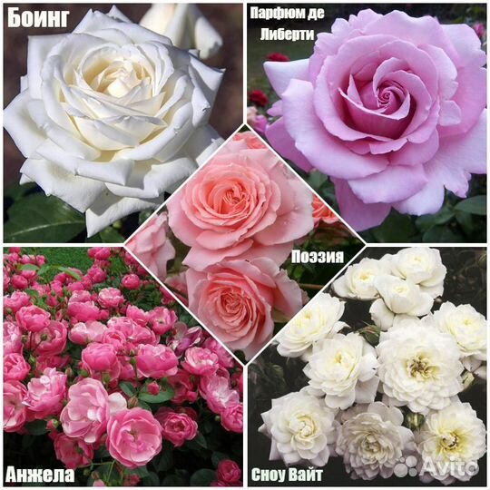 Розы 2023