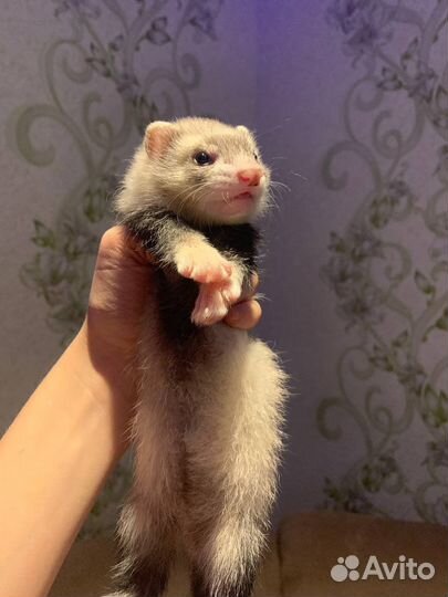 Щенки хорька