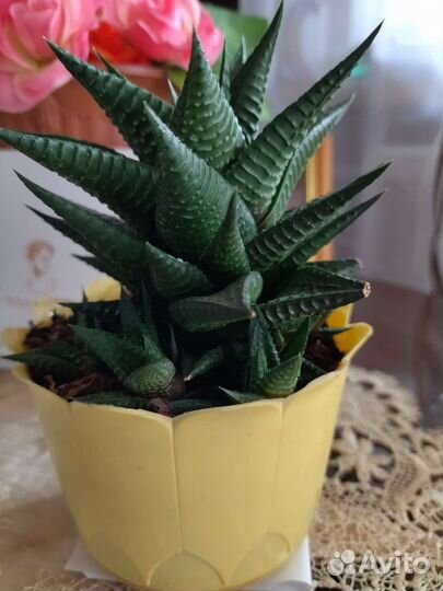 Кактус с детками