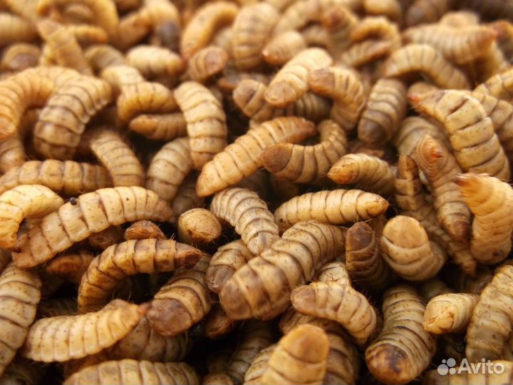 Личинки черной львинки