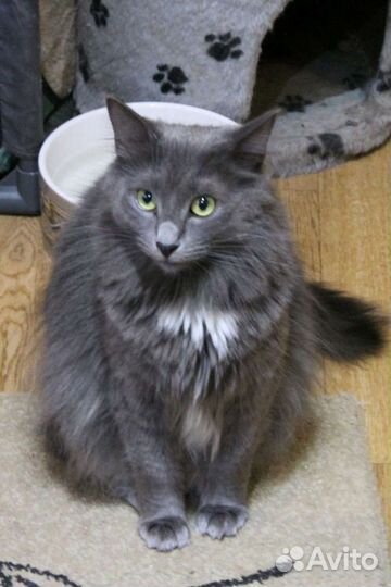 Кошка в дар