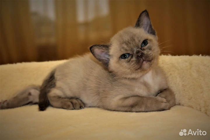 Бурманский котенок