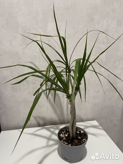 Пальма драцена