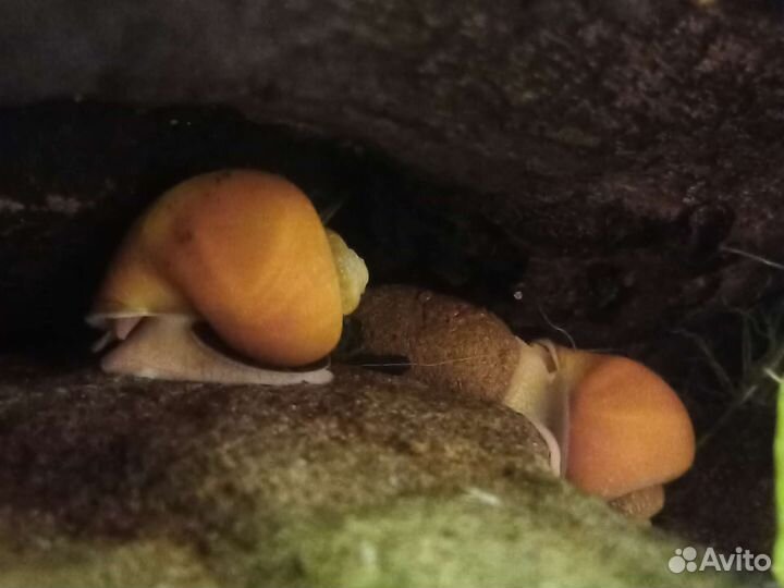 Улитки аквариумные ампулярии