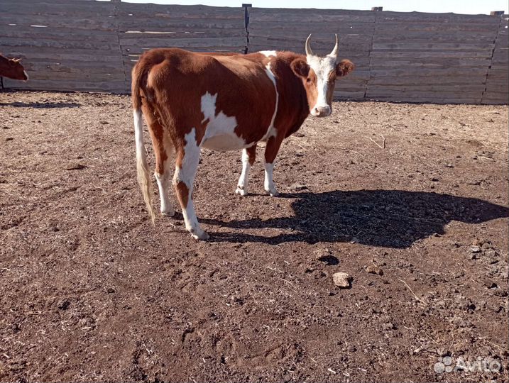 Коровы и телята