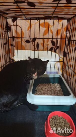 Отдам кота в добрые руки