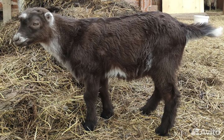 Козлы и козы