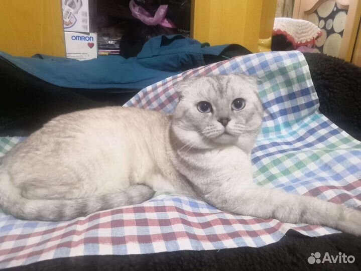 Шотландский кот, вязка