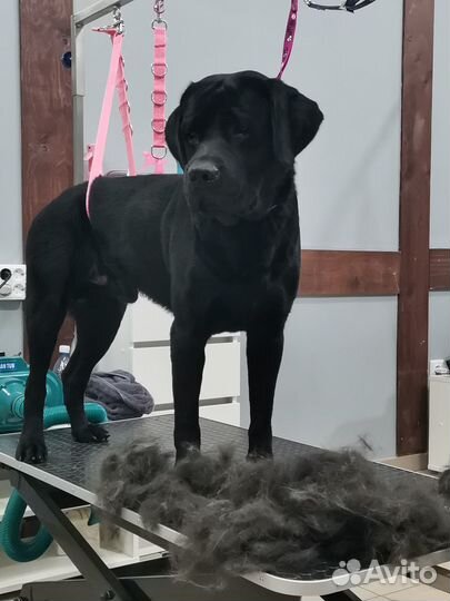 Груминг крупных и средних пород