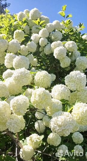 Калина Бульденеж