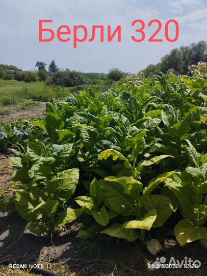 Семена табака