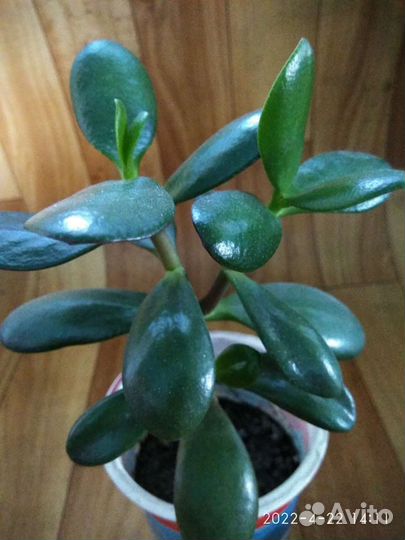 Денежное дерево - толстянка