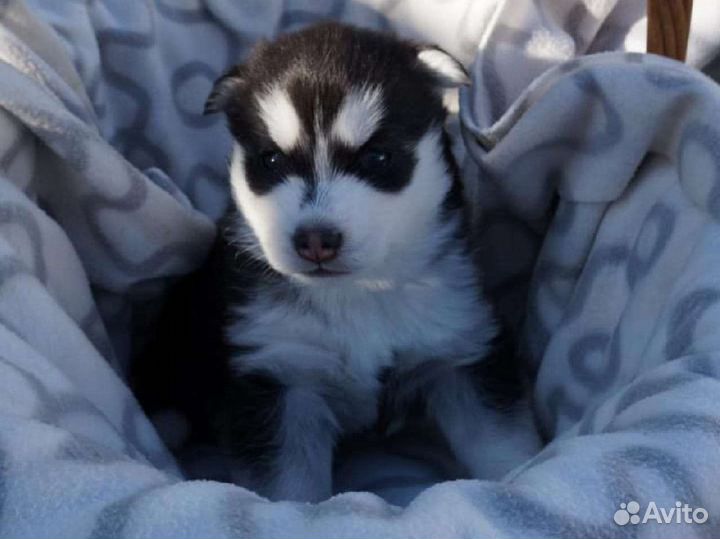 Сибирский хаски