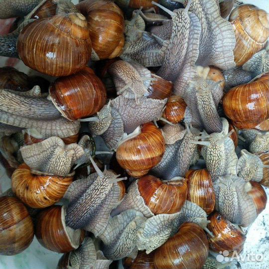 Улитка Бургундская крупная (живая, чистая)