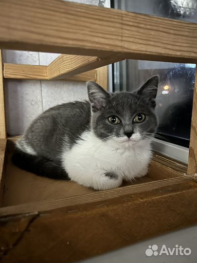 Британский котенок (метис)