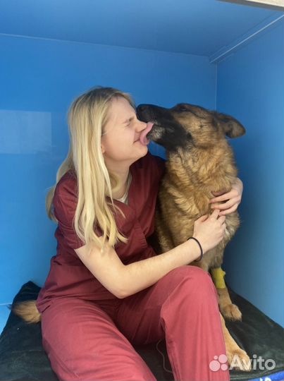 Ветеринар, лечение, уколы, капельницы, вакцинации