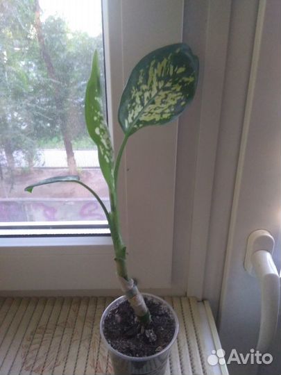 Диффенбахия