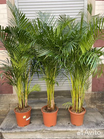 Пальма домашняя арека