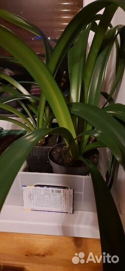 Гиппеаструм/Амариллис/Комнатные растения/Лилия