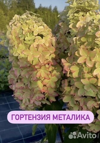 Гортензия метельчатая металлика фото и описание