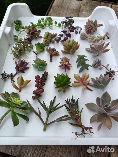 Суккуленты набор