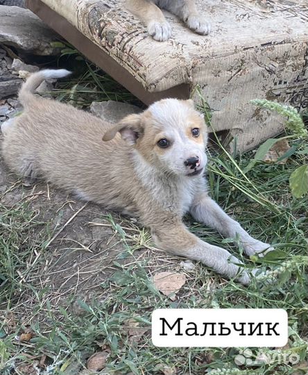 Щенки бесплатно