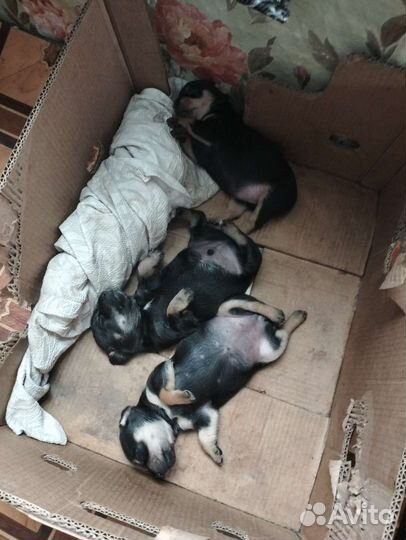 Той-терьер щенки