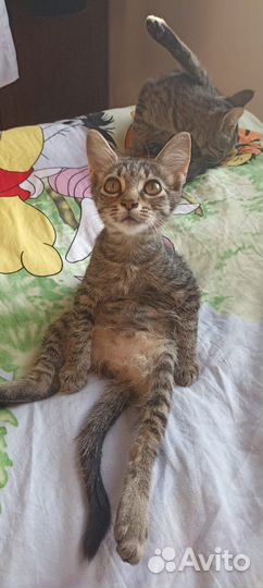 Кошка в дар