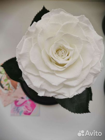 Роза в колбе