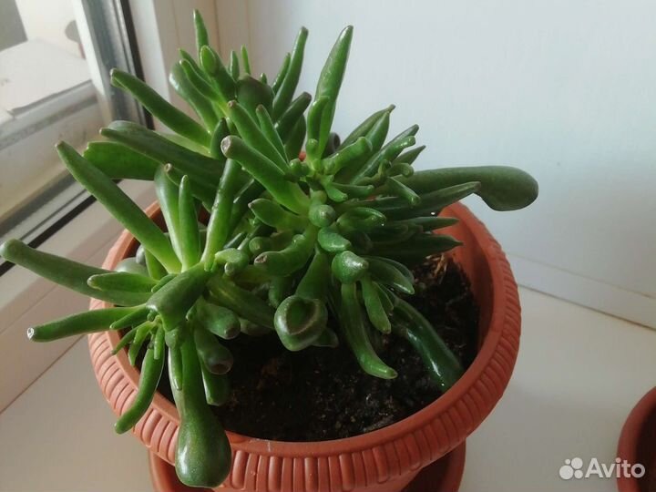 Крассула хоббит