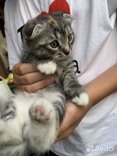 Котята в добрые руки бесплатно