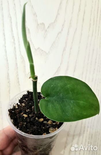 Сциндапсус Satin Jade