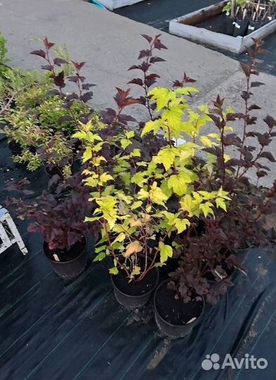 Декоративные растения