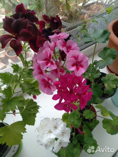 Пеларгония герань