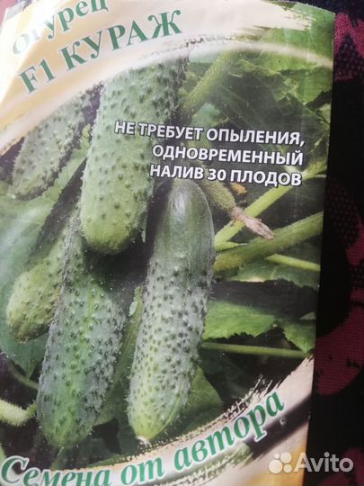 Рассада огурцов Кураж