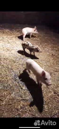 Поросята