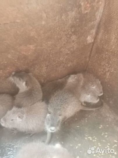 Нутрии малыши