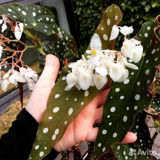 Бегония макулата