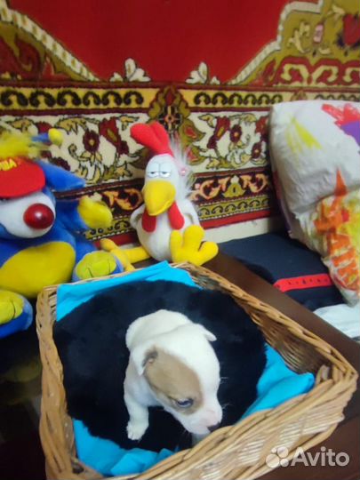 Щенки джек рассел терьер