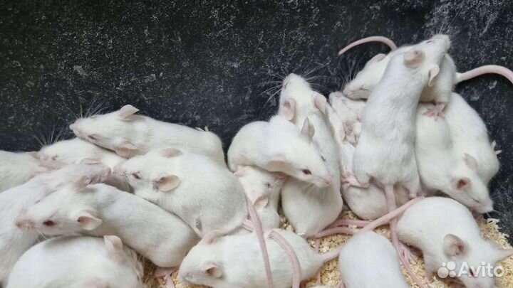 Кормовые мыши