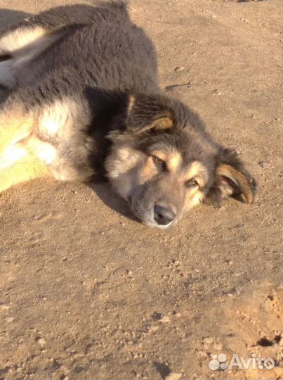 Подарите дом Мишутке