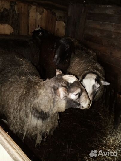 Бараны, Козы, Козел, Овечки на племя