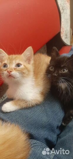 Британские котята