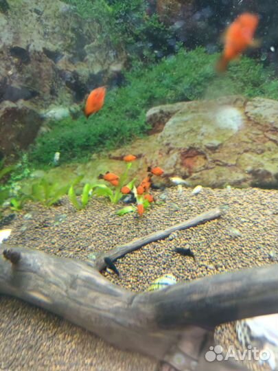 Рыбки аквариумные